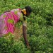 cultivation cultivation