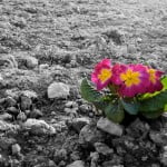 desertification 150x150 Olive Trees May Be The Answer To Desertification