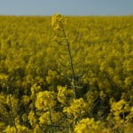 Rape field 150x150 App Backed By Former Mossad Chief Helps Plant Breeders Collect Field Data