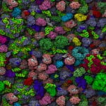 bacteria 150x150 Scientists Make Cells Glow To Better Understand Cell Growth