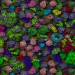 bacteria