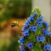 Bee Behavior