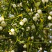mistletoe Mistletoe Plant