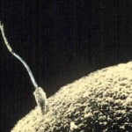 Sperm egg 150x150 Can Laughter Help You Get Pregnant?
