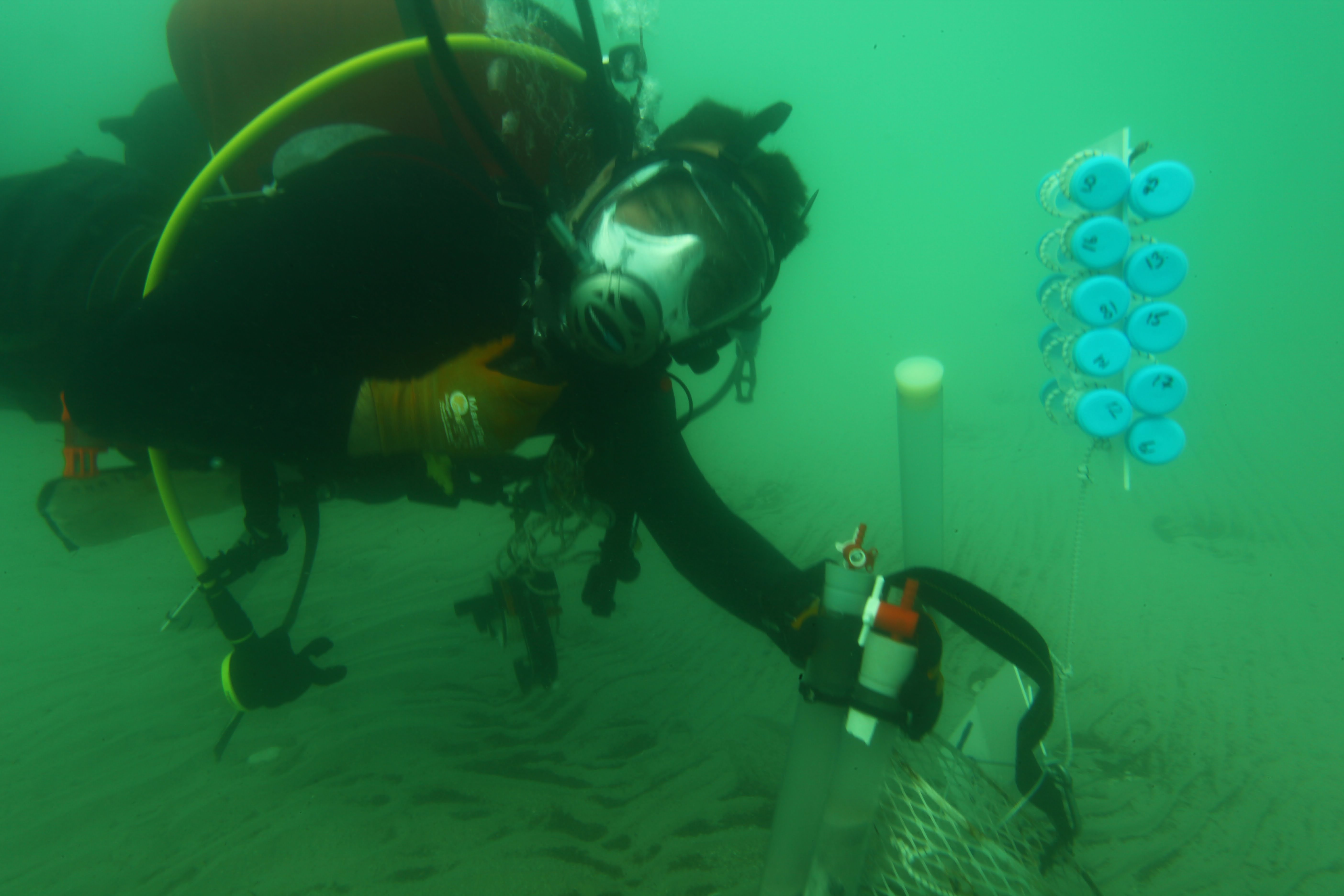 Is Dead Sea Alive? Fresh Springs And Organisms Discovered Environment