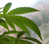 marijuana - health news