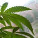 marijuana - health news