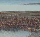 naked sea - specer tunick