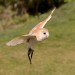 Environment News - pesticides - barn own Environment News - pesticides - barn own