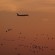 Bird Radar - Technology News - Israel