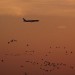 Bird Radar - Technology News - Israel