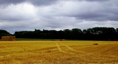 Harvest - Environment News - Israel