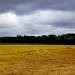 Harvest - Environment News - Israel Harvest - Environment News - Israel