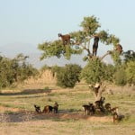 Argan Tree - Environment News - Israel