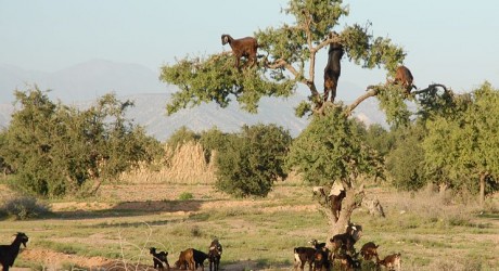 Argan Tree - Environment News - Israel