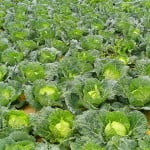 Genetically Modified Plants To Resist Intense Drought Cabbage 150x150 Genetically Modified Plants To Resist Intense Drought