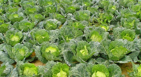 Agriculture - Environment News - Israel