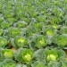 Agriculture - Environment News - Israel