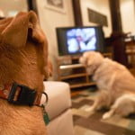 DOGTV 150x150 Valentines Day Research: Hormones Tell If Your Love Will Last