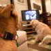 Dog TV - Lifestyle News - Israel