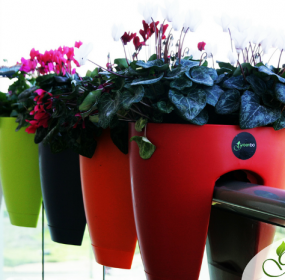 Greenbo - Environment News - Israel Greenbo - Environment News - Israel