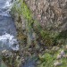 Seaweed - Environment News - Israel Seaweed - Environment News - Israel