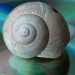 Snail - Technology News - Israel Snail - Technology News - Israel