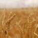 Wheat - Environment News - Israel Wheat - Environment News - Israel
