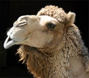 camel 300x261 Why NoCamels?