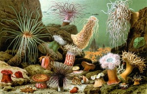 sea anemone - environment news