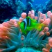 Sea Anemone - Environment News - Israel Sea Anemone - Environment News - Israel
