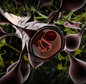 Blood-Brain Barrier - Health News - Israel