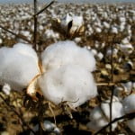 Genetically Modified Plants To Resist Intense Drought Cotton 150x150 Genetically Modified Plants To Resist Intense Drought