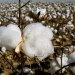 Cotton - Environment News - Israel