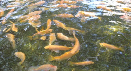 Grow Fish Anywhere - Environment News - Israel