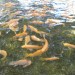 Grow Fish Anywhere - Environment News - Israel