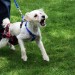 Dog bark - Technology News - Israel