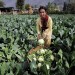 India - Environment News - Israel