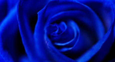 Blue Rose - Environment News - Israel