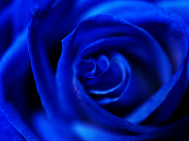 China To Grow Blue Roses Using Israeli Technology | Environment News