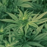 Marijuana 150x150 Study: Cannabis May Relieve Parkinsons Related Pain