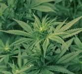 Marijuana - Health News - Israel