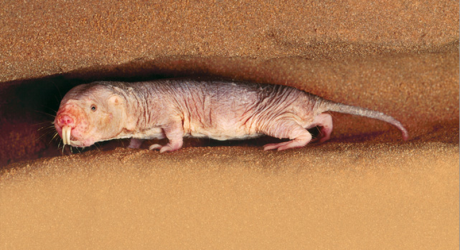 naked mole rat2
