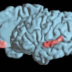 FitNeS: New Technology Treats Epilepsy From The Inside Fried fig2 prv 150x150 FitNeS: New Technology Treats Epilepsy From The Inside