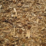 Fueling The Future With Algae? Woodchip Enviornment News Israel 150x150 Fueling The Future With Algae?