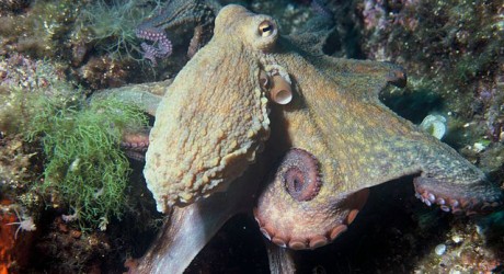 Environment News: Octopus Camouflage Hints To Higher Intellect Than Thought