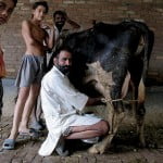 Israeli Company Will Harness Wave Energy To Power India india cow 150x150 Israeli Company Will Harness Wave Energy To Power India