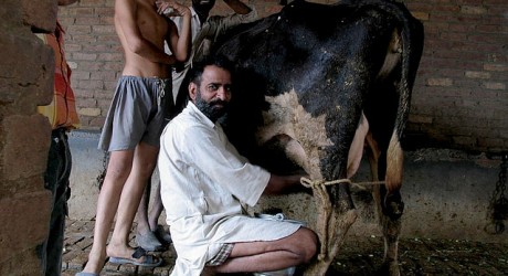 dairy farm india