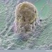 Health News: Study Finds Precious Stem Cells Are Assigned ‘Bodyguard’ Cells