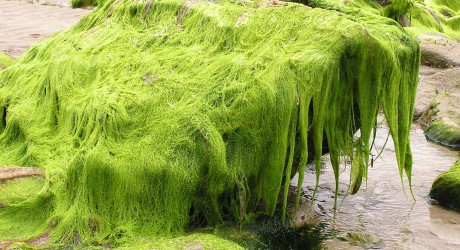 seaweed - environment news - cleantech